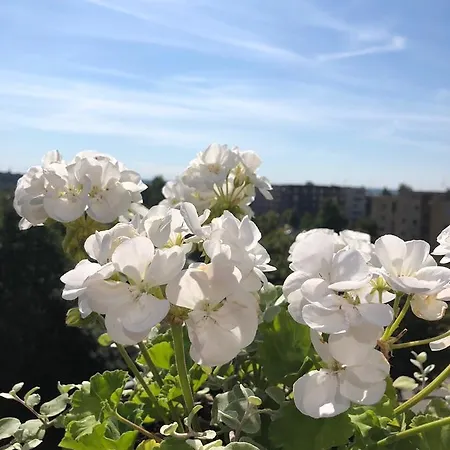 Bangu Apartamentai Palanga