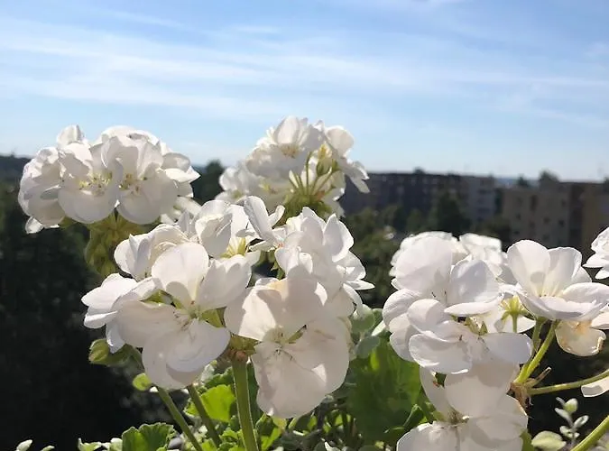 Bangu Apartamentai פלאנגה